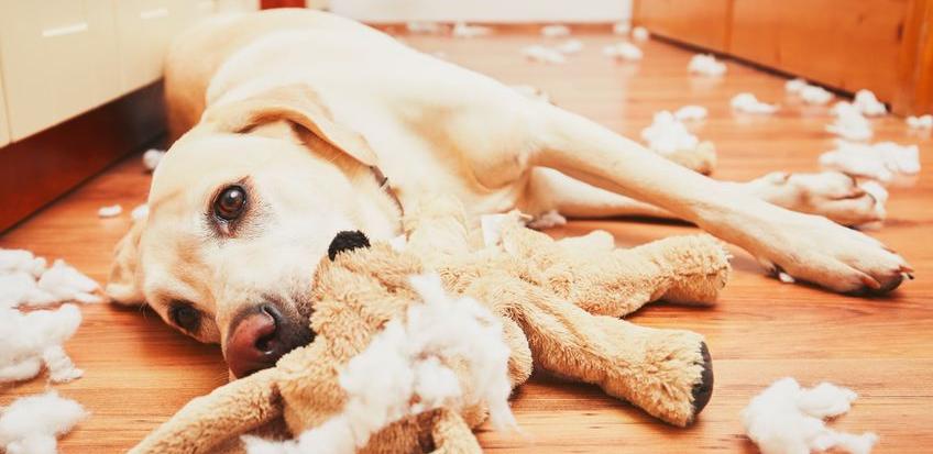 Сепарационная тревога у собак