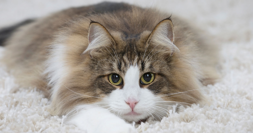 Причины зуда у кошек