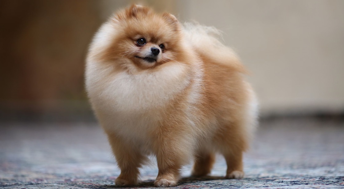 Выставочный груминг собак