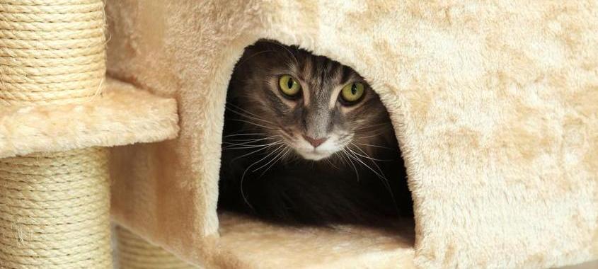 Возможность спрятаться снижает уровни стресса у кошек в условиях массового содержания – клиническое исследование
