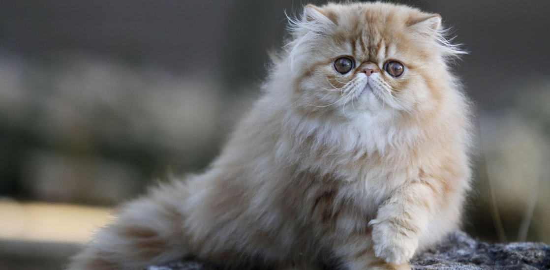 Обработка от паразитов для котов и кошек