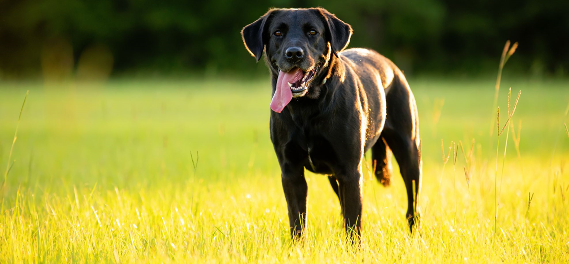 Зуд у собак