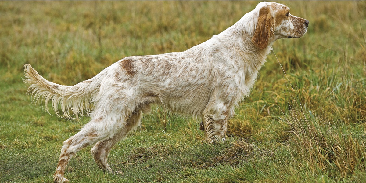Прогулки на природе: как защитить собаку от паразитов и болезней