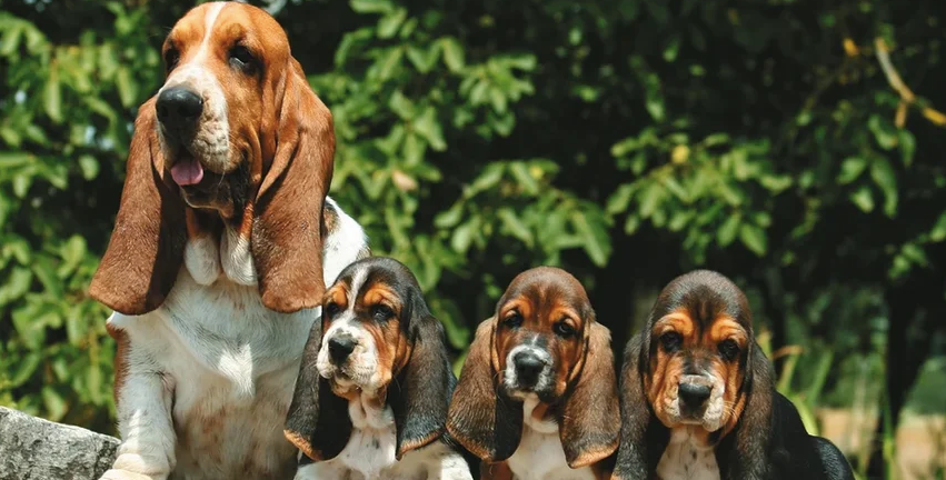 Инфекции ушей у собак