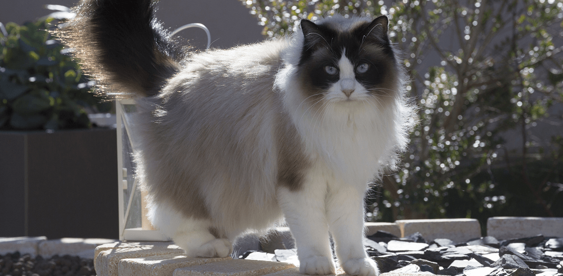 Уход за беременной кошкой