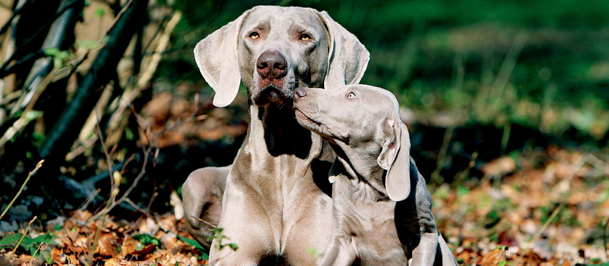 Искусственное осеменение у собак