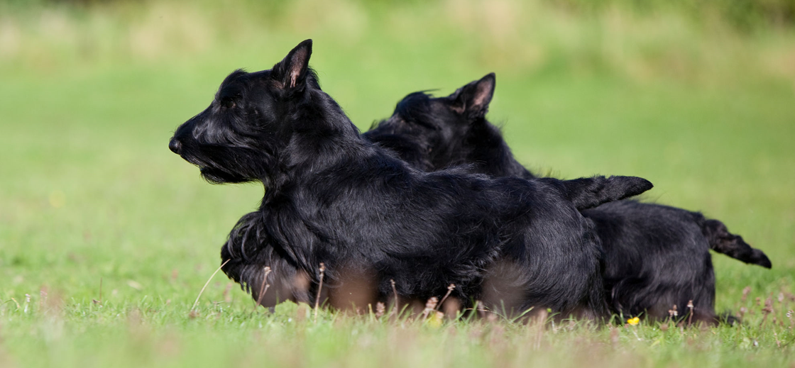 Подготовка к вязке собаки