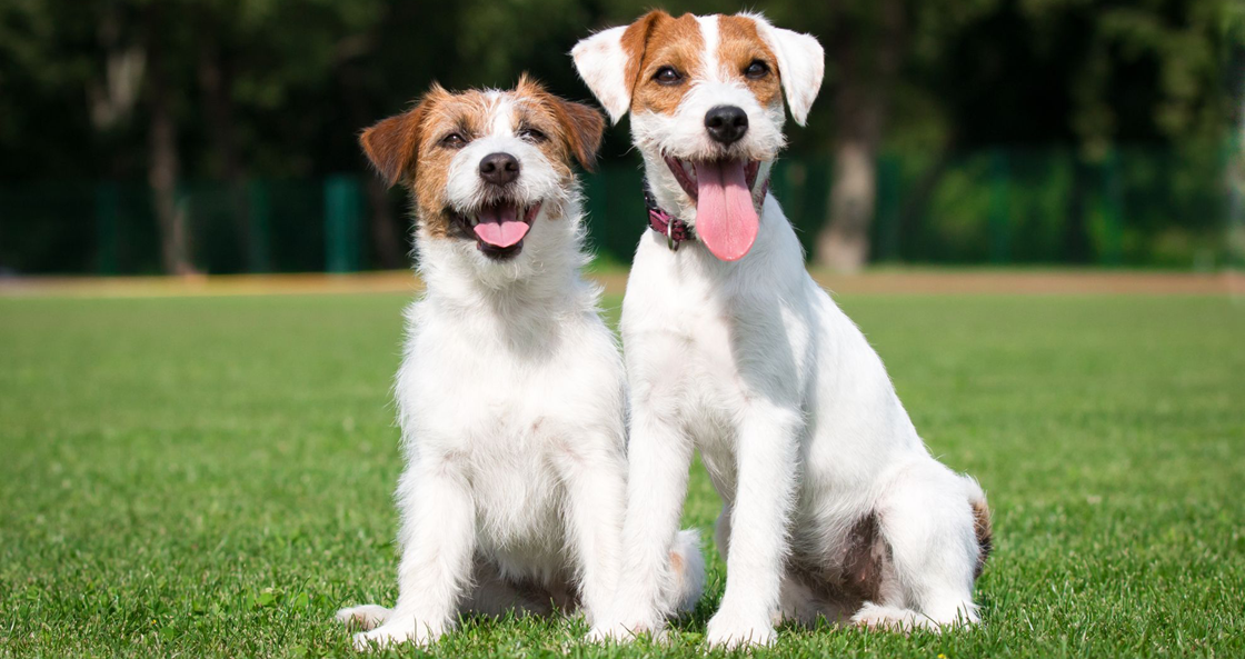 Заводчик собак