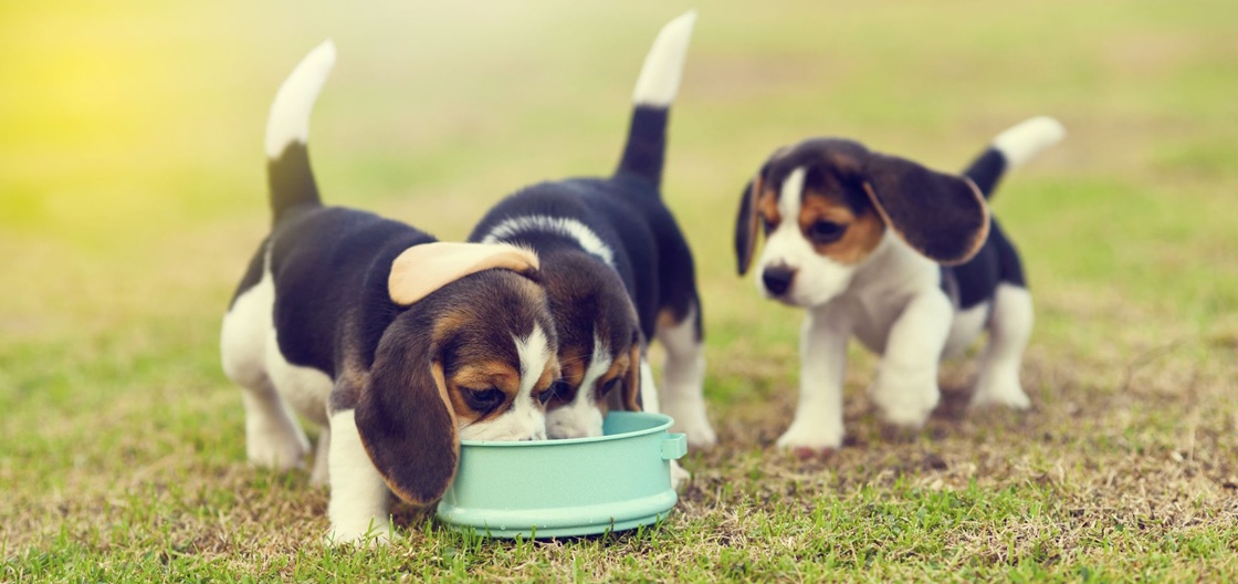 Можно ли размачивать сухой корм?