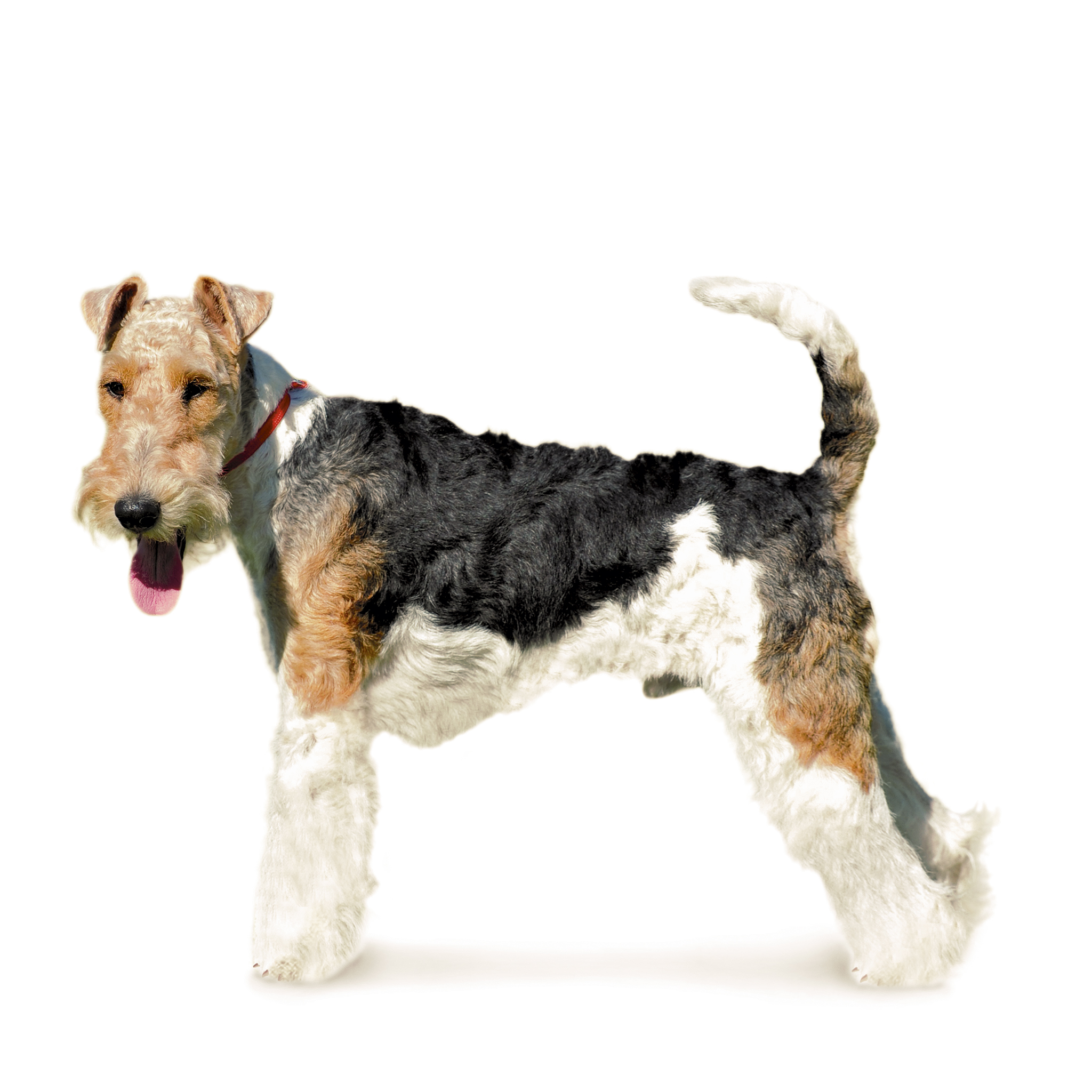 Гладкошерстный Фокстерьер Книга