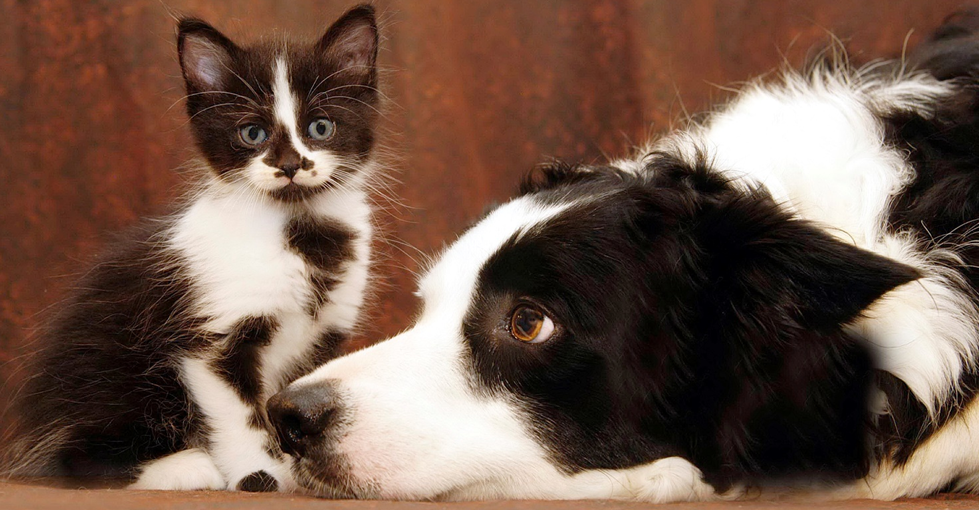 Социализация котят