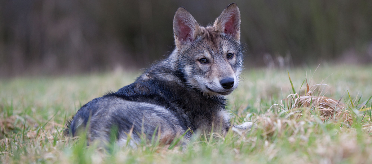 Эклампсия у собак