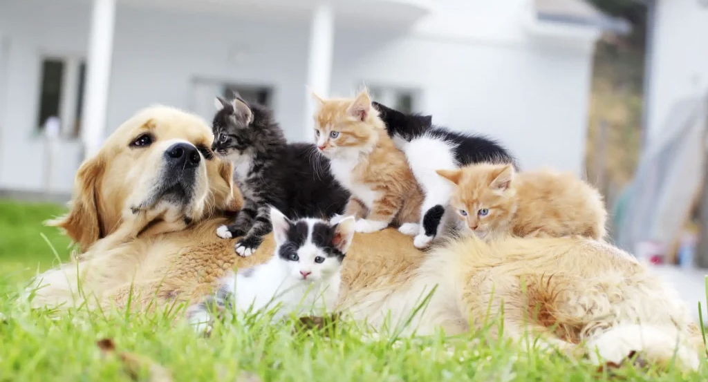 Социализация котят