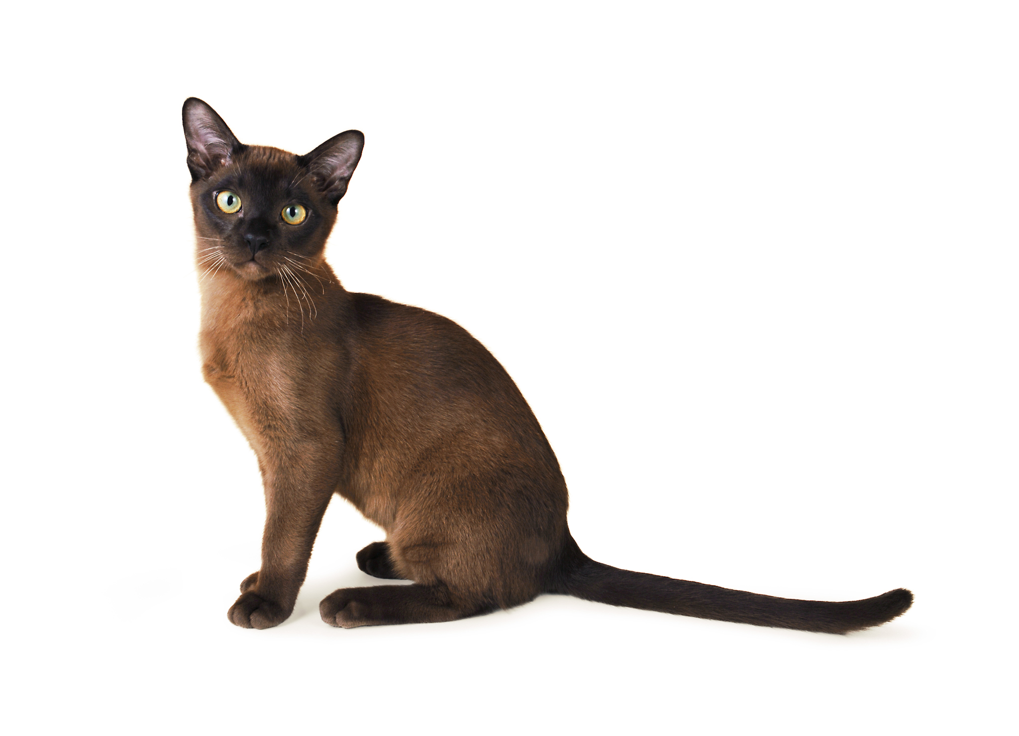 burmanskaya koshka foto harakteristika i opisanie porody koshek burma