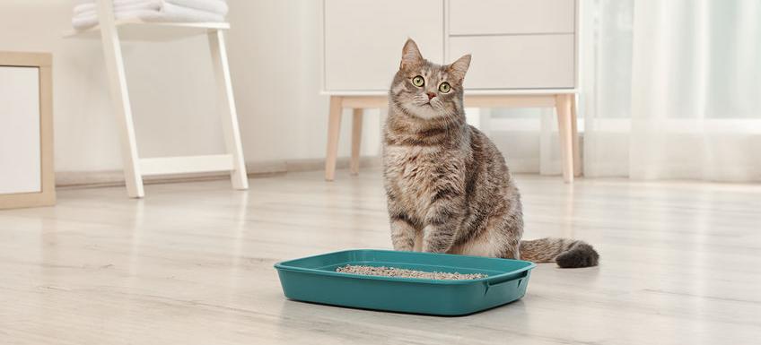 Мочеиспускание за пределами лотка у кошек