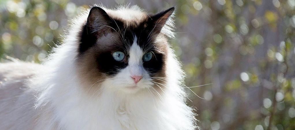 Уход за беременной кошкой