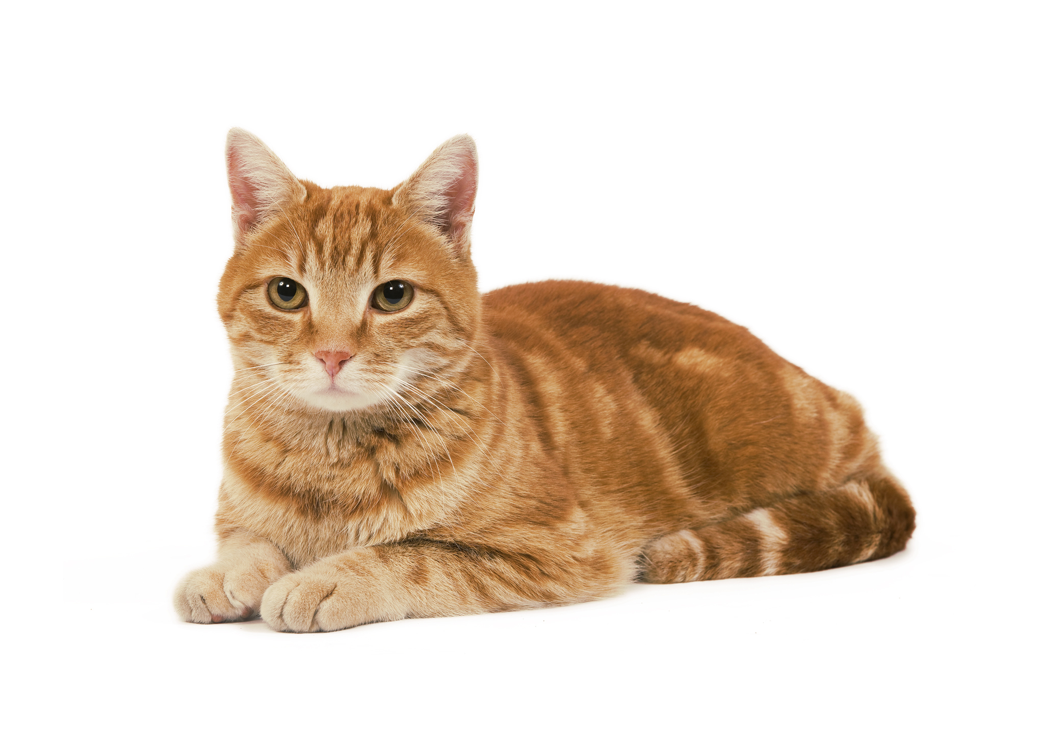 Evropejskaya Korotkosherstnaya Koshka Foto Opisanie Evropejskoj Korotkosherstnoj Koshki I Harakteristika Porody