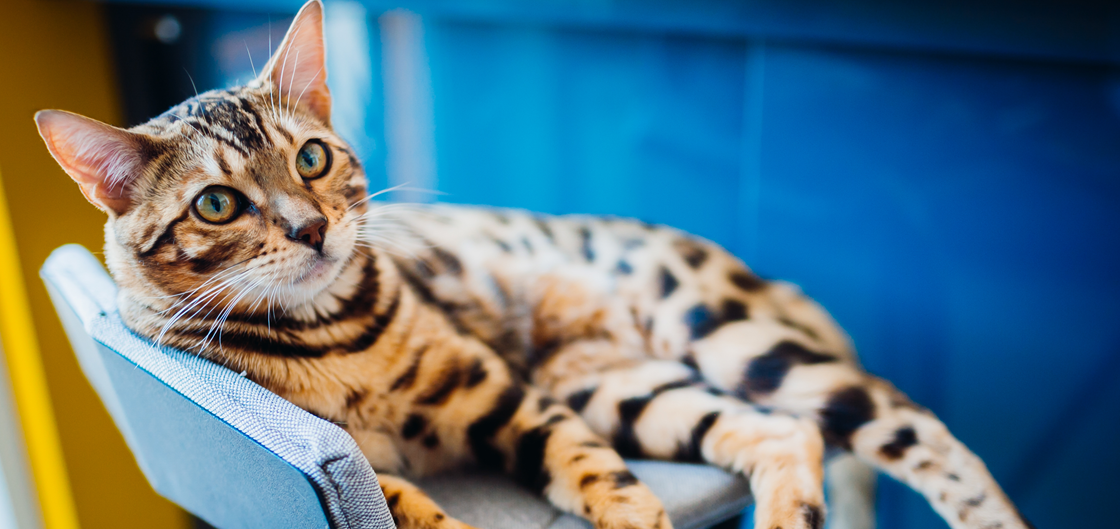 Окрасы кошек и собак