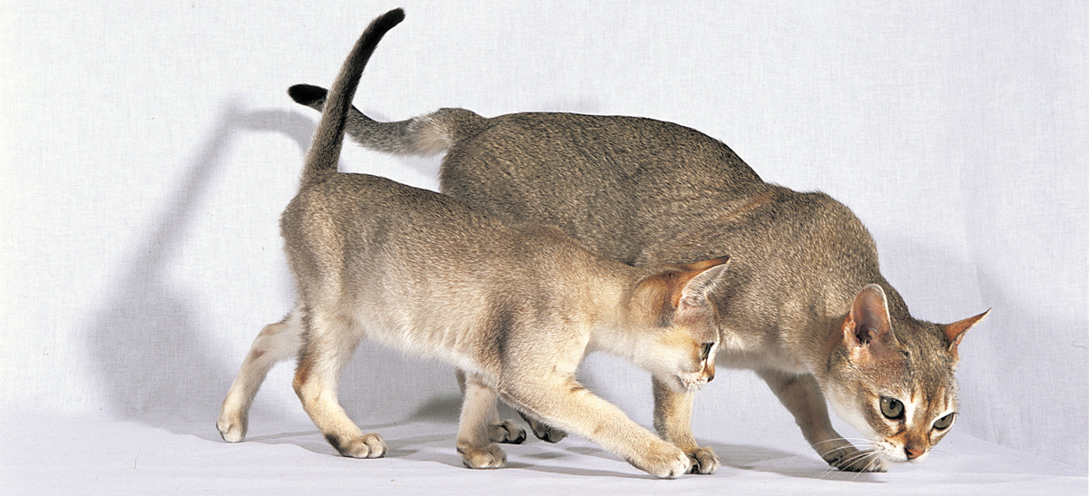 Репродукция кошек: 10 важных тем