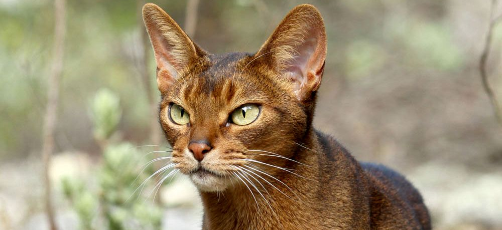 Колит у кошек: причины и лечение