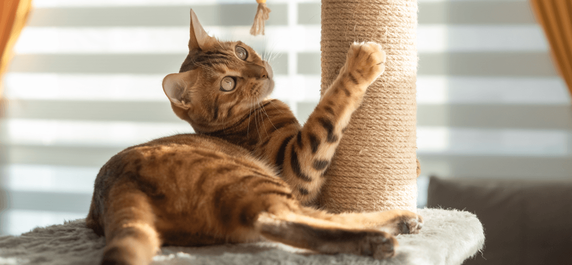 Игрушки-кормушки для кошек