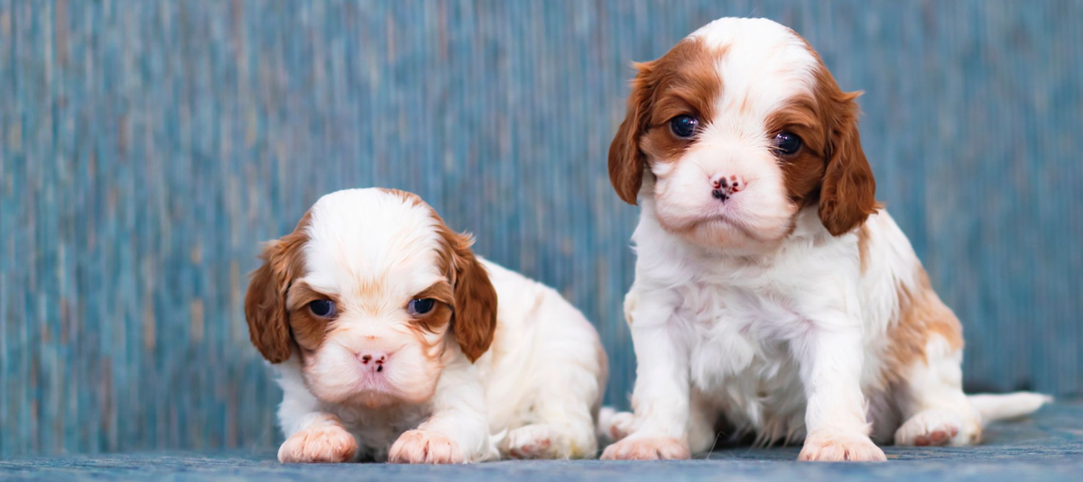 Щенок постоянно скулит, что делать