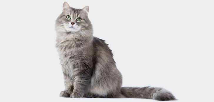 Алопеция у кошек: симптомы и причины