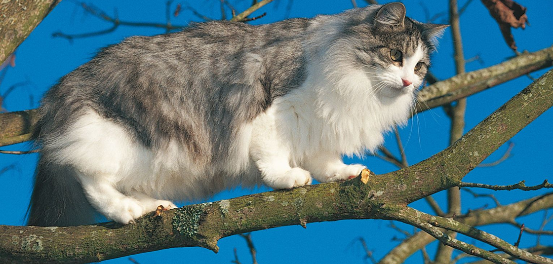 10 важных фактов о кошках, которые должен знать каждый владелец