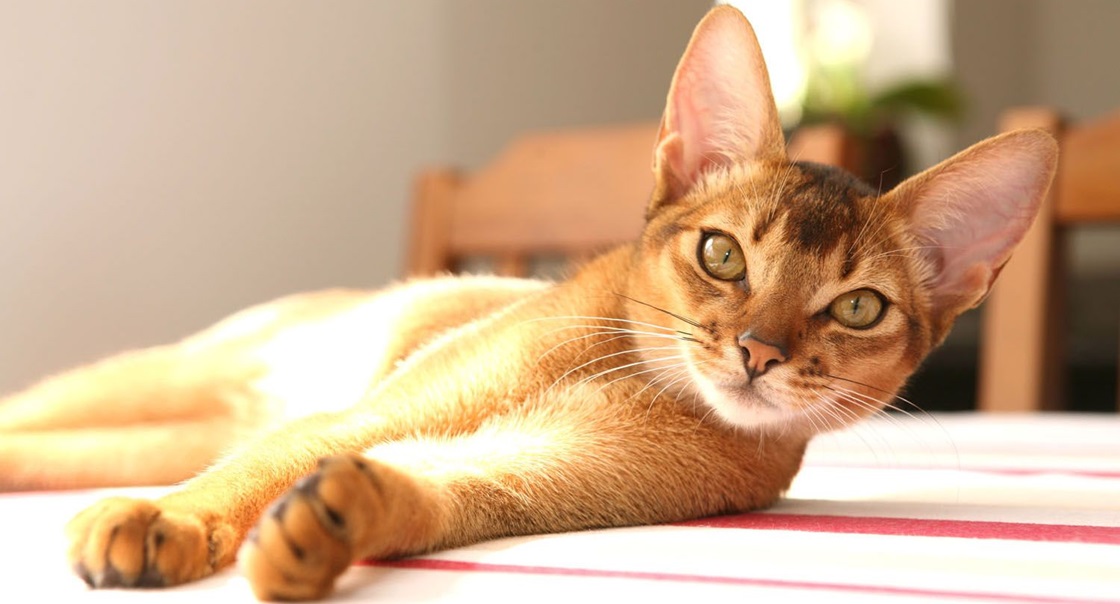 Профилактика заболеваний желудочно-кишечного тракта у кошек