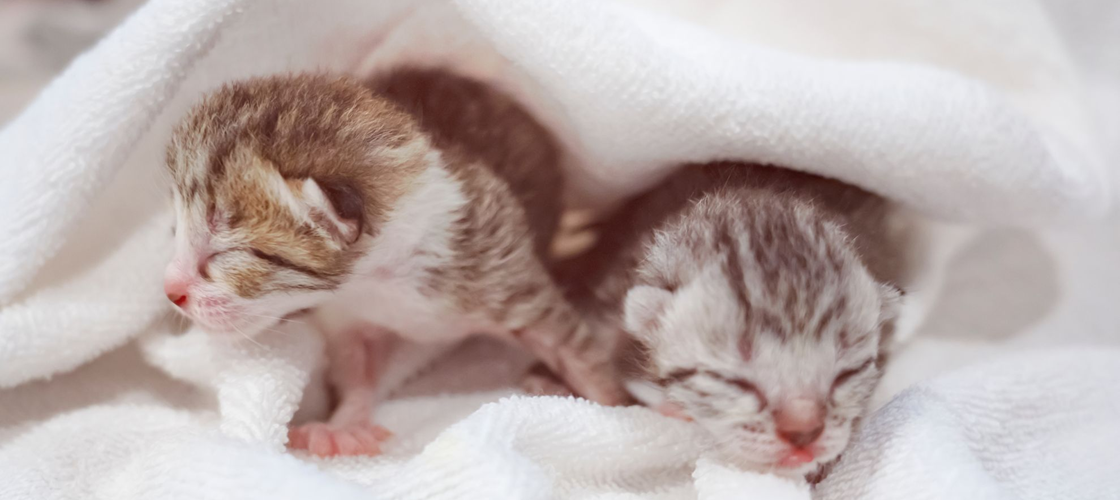 Неврологическое развитие котенка