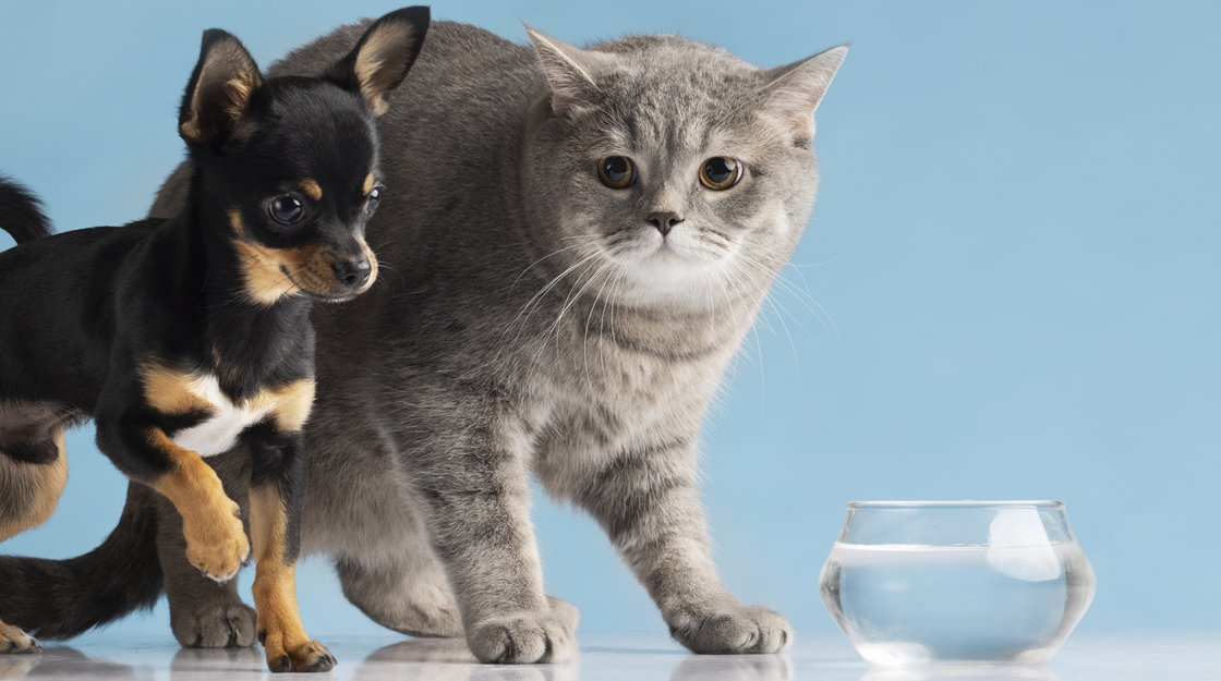 B.A.R.F. – КОРМЛЕНИЕ КОШЕК И СОБАК СЫРЫМИ ПРОДУКТАМИ