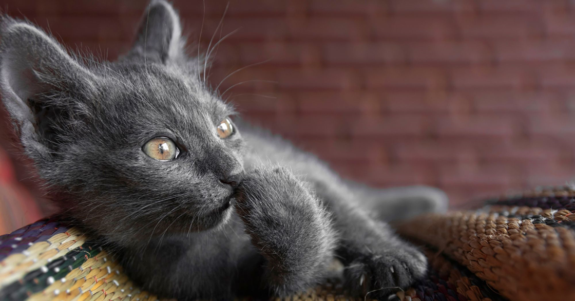 Вирусный иммунодефицит кошек