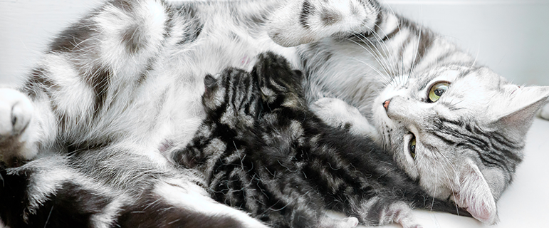 Первые дни после родов кошки