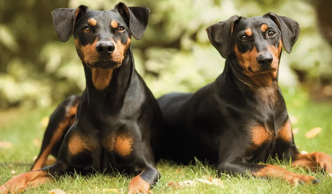 Подготовка к вязке собаки