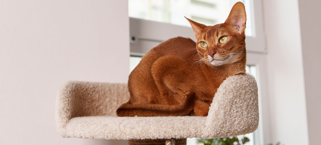 Генетика котят: как наследуется красный окрас