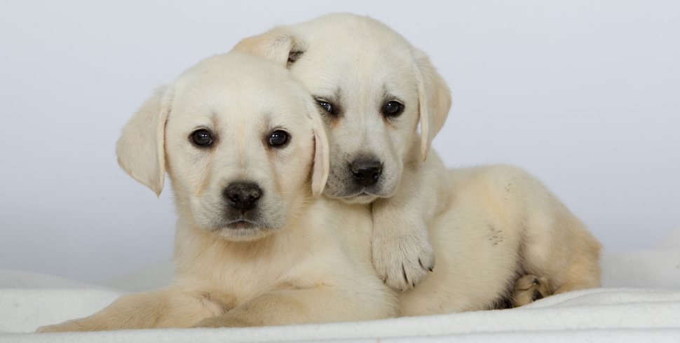 Причины зуда у собак