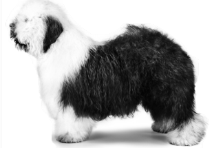 Вебинар от нашего второго бренда Eukanuba: Пастушья служба сегодня или зачем городской собаке уметь пасти овец?