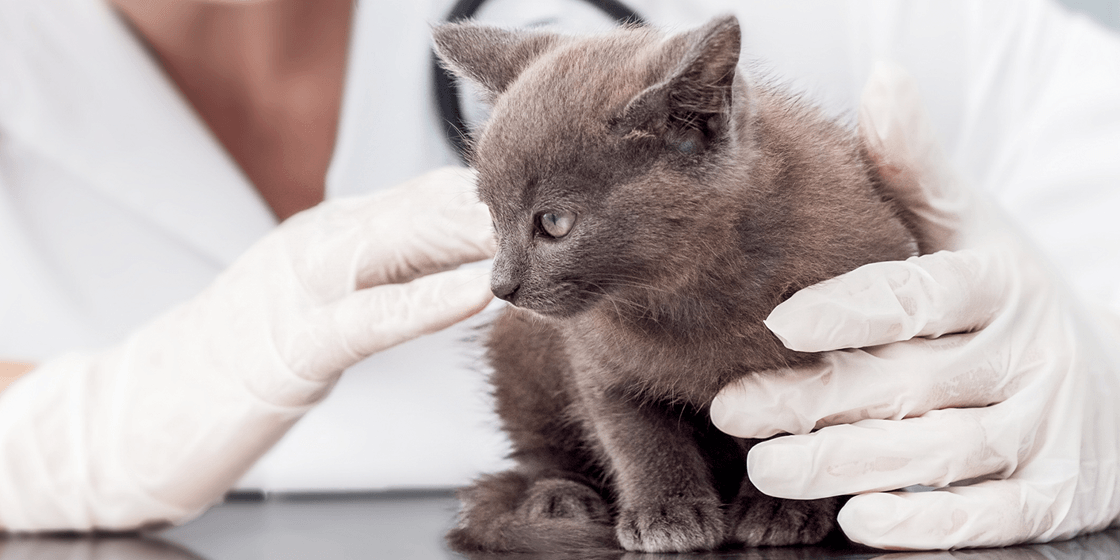 Вакцинация и иммунитет у котят: взгляд ветеринарного врача