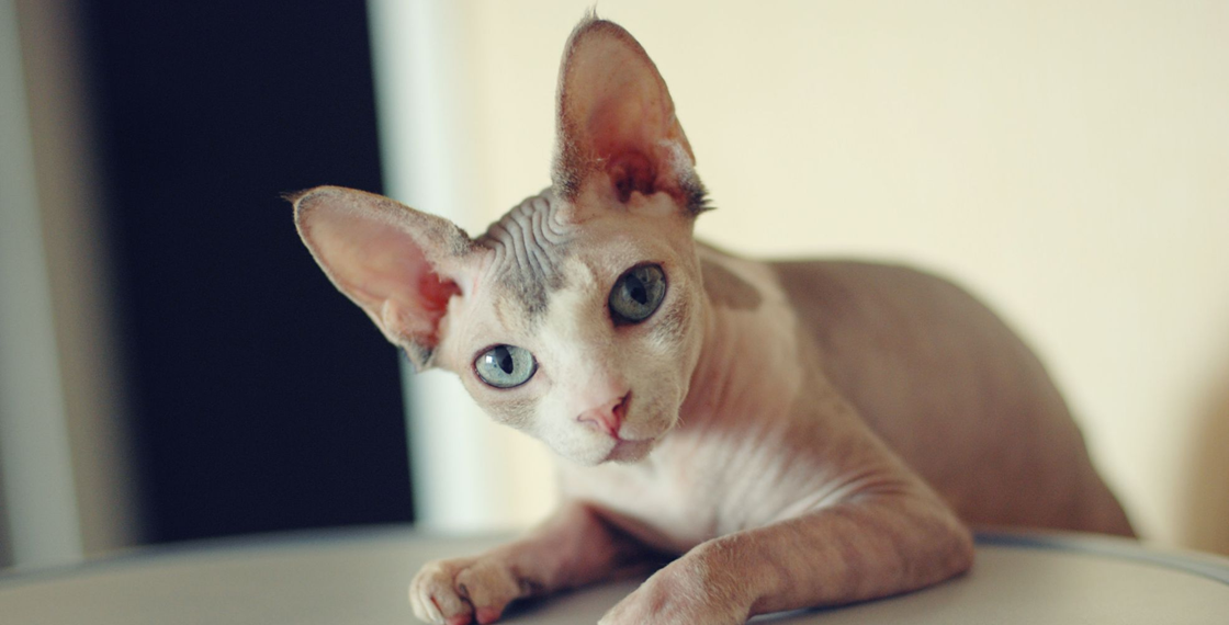 Эклампсия у кошек