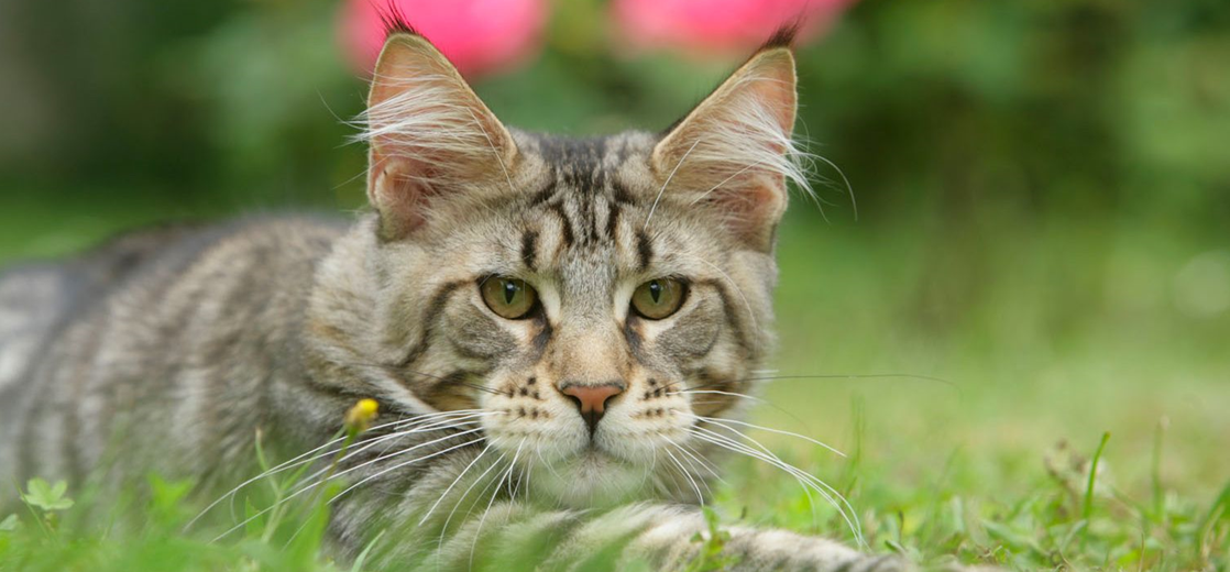 Дисплазия суставов у кошек: что нужно знать