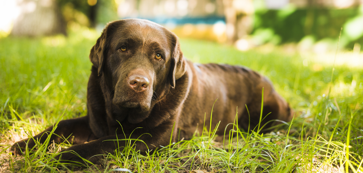 Почечная недостаточность у собак