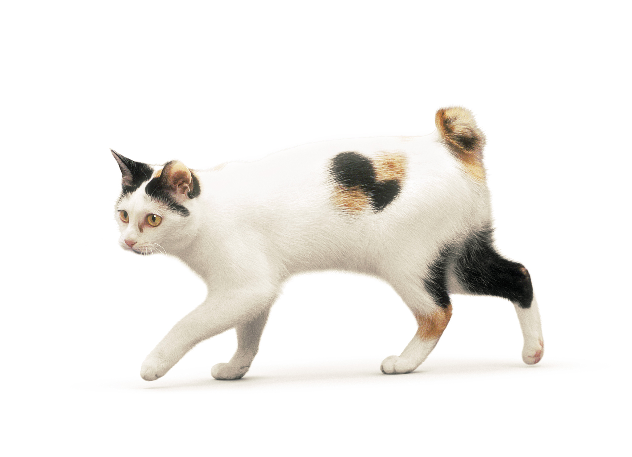 Рассмотрите фотографию кошки породы японский бобтейл. Японский бобтейл кошка. Японский бобтейл короткошёрстный. Японский бобтейл трехцветный. Порода кошек японский бобтейл.