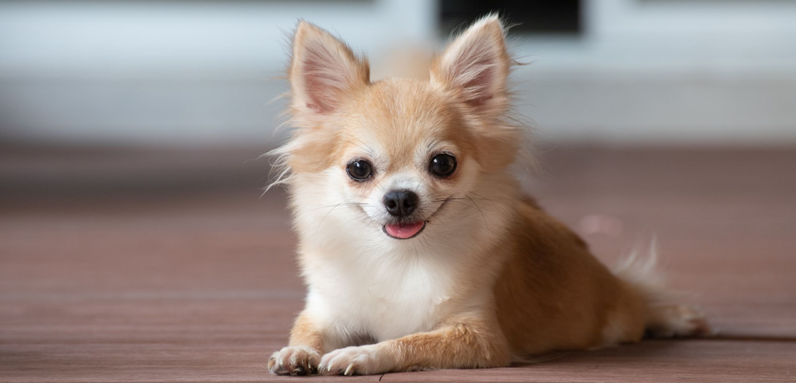 Зоопсихолог для собак