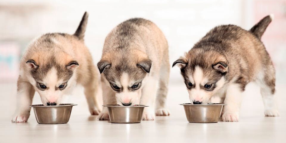 Кормление животных: ученые против маркетологов