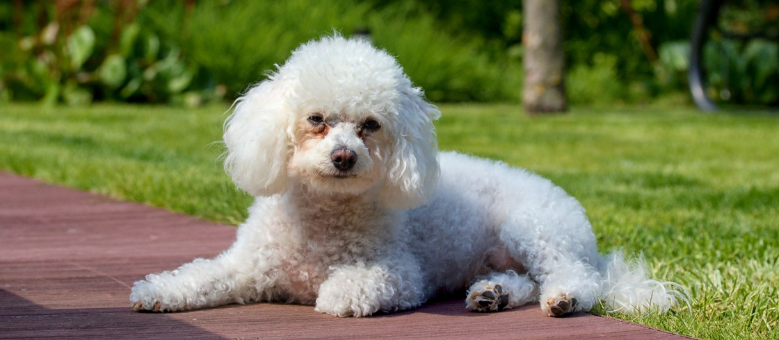 Аллергия у собак: симптомы