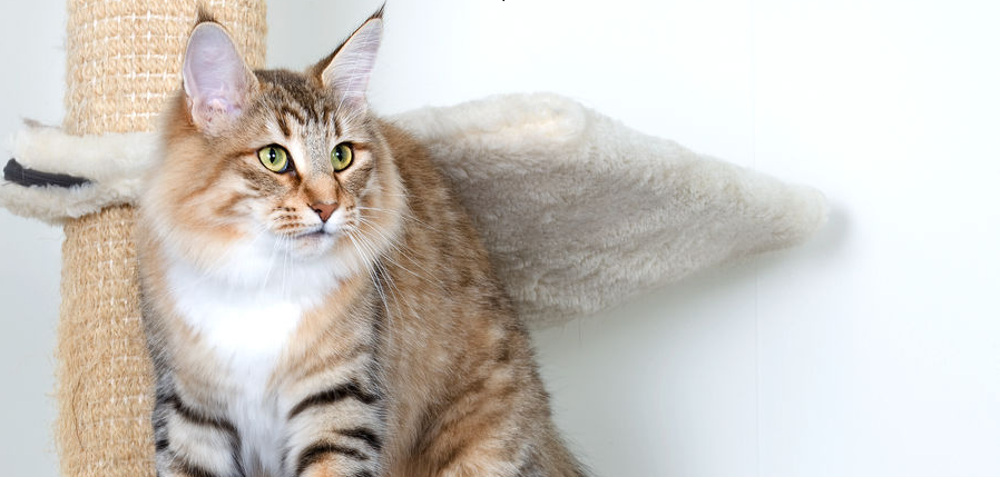 Алопеция у кошек: симптомы и причины