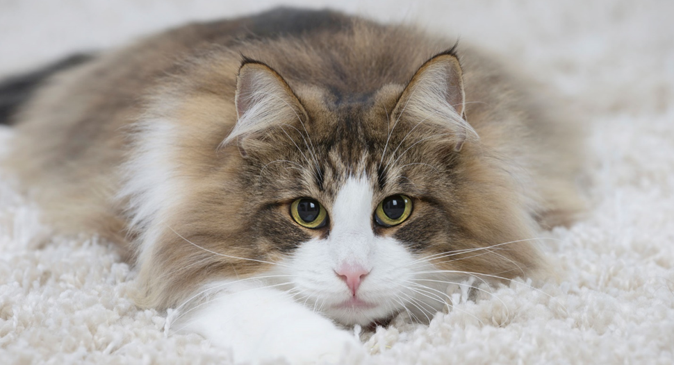 Можно ли кошкам молочные продукты?