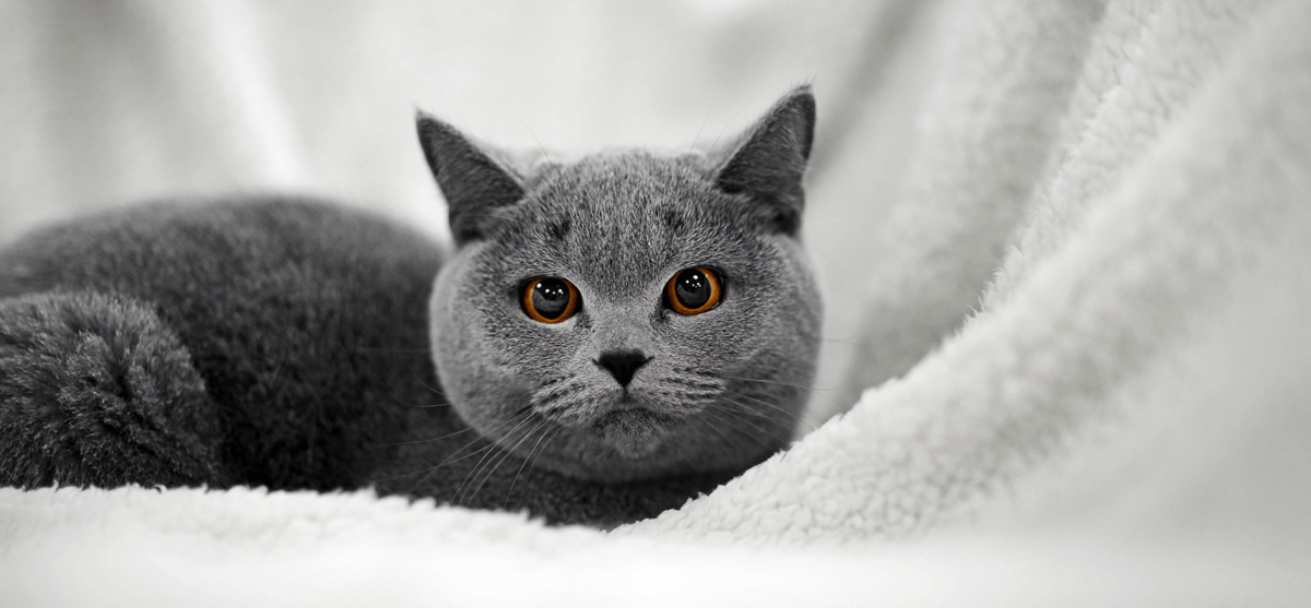 Племенное разведение кошек