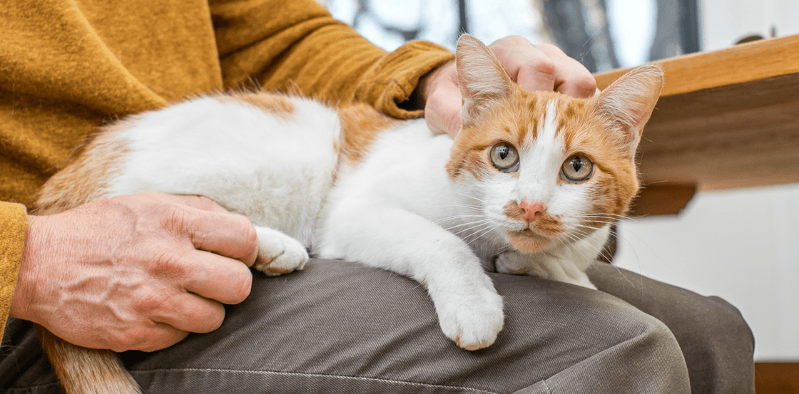 Вирусная лейкемия кошек