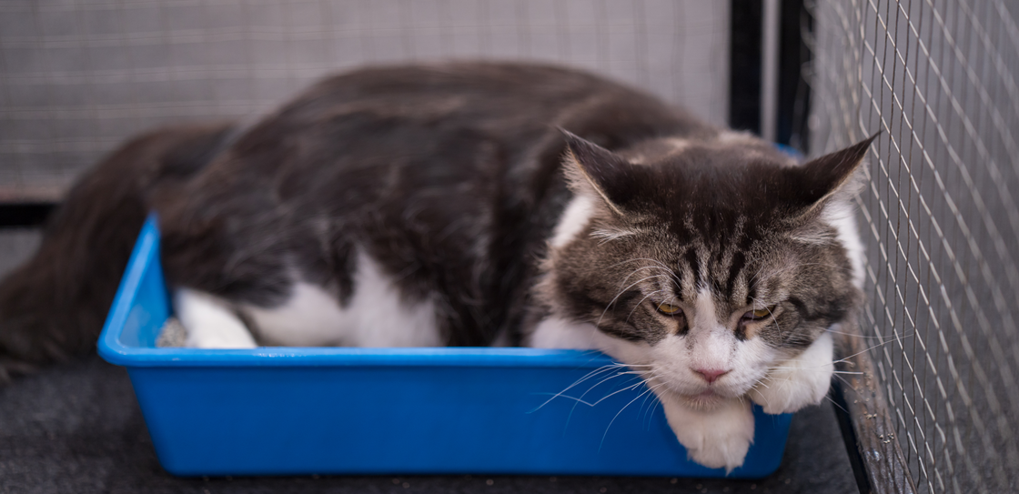 Идиопатический цистит у кошек